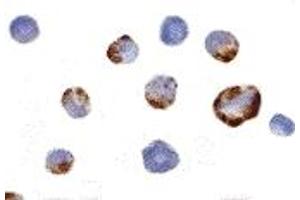 Immunohistochemistry (IHC) image for anti-P21 Protein (Cdc42/Rac)-Activated Kinase 7 (PAK7) (Middle Region) antibody (ABIN1031031) (PAK7 anticorps  (Middle Region))
