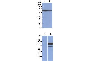 The Cell lysates (40ug) were resolved by SDS-PAGE, transferred to PVDF membrane and probed with anti-human FUS2 antibody (1:1000). (NAT6 anticorps)