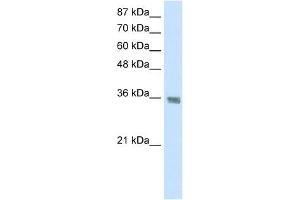 HNRPA1 antibody used at 1.