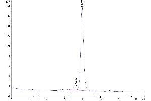 The purity of Human CD161 is greater than 93 % as determined by SEC-HPLC. (CD161 Protein (AA 67-225) (Fc Tag))