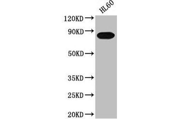 PREP anticorps  (AA 539-691)