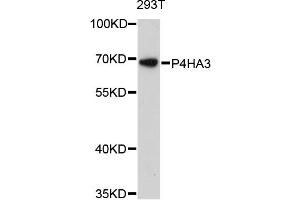 Western blot analysis of extracts of 293T cells, using P4HA3 antibody. (P4HA3 anticorps)