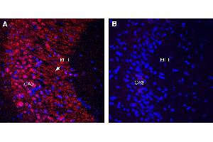 Expression of Gephyrin in rat hippocampusImmunohistochemical staining of perfusion-fixed frozen rat brain sections with Guinea Pig Anti-Gephyrin Antibody (ABIN7581882), (1:1000), followed by donkey anti-guinea pig-biotin and Streptavidin-Cy3. (Gephyrin anticorps  (Intracellular))