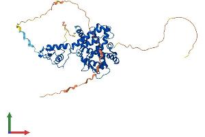 AlphaFold protein structure predicition of Human Recombinant RARB Protein, UniprotID P10826