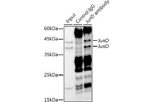 Immunoprecipitation analysis of 300 μg extracts of HeLa cells using 3 μg JunD antibody (ABIN7268050). (JunD anticorps)