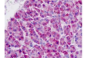 Anti-PAK6 antibody IHC staining of human pancreas. (PAK6 anticorps  (AA 268-297))
