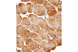 Immunohistochemical analysis of paraffin-embedded H.