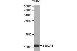 Western blot analysis of extracts of THP-1 cell lines, using S100A8 antibody. (S100A8 anticorps  (AA 1-93))