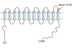 Representative domain view of the target of ABIN7043674.