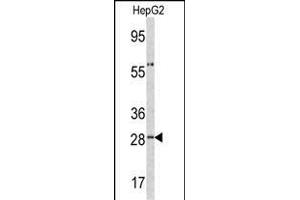 Western blot analysis of ORM1 antibody (C-term) (ABIN390444 and ABIN2840823) in HepG2 cell line lysates (35 μg/lane). (ORM1 anticorps  (C-Term))