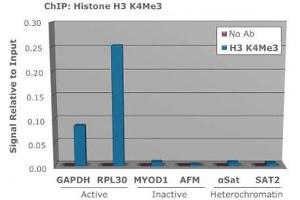 Chromatin Immunoprecipitaion of Rabbit Anti-Histone H3 K4/me3 Antibody.