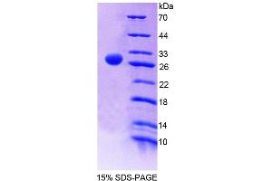 SDS-PAGE analysis of Rat FMO2 Protein. (FMO2 Protéine)