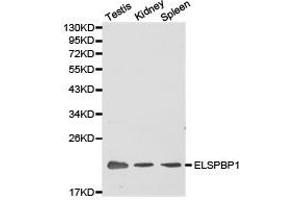Western Blotting (WB) image for anti-Epididymal Sperm Binding Protein 1 (ELSPBP1) antibody (ABIN1872524) (ELSPBP1 anticorps)