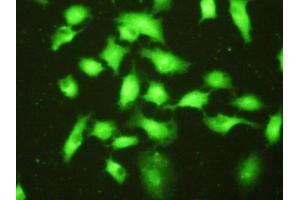 Detection of PSMD9 in A549 cells using Polyclonal Antibody to Proteasome 26S Subunit, Non ATPase 9 (PSMD9)