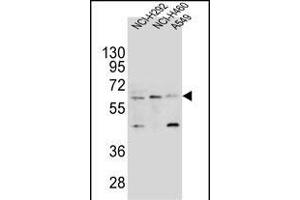 LILRA2 Antibody (Center) (ABIN654421 and ABIN2844156) western blot analysis in NCI-,NCI- and A549 cell line lysates (35 μg/lane). (LILRA2 anticorps  (AA 55-81))