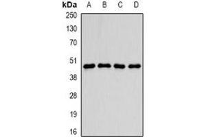 Western blot analysis of PDCD2L expression in MCF7 (A), SKOV3 (B), mouse brain (C), mouse heart (D) whole cell lysates.
