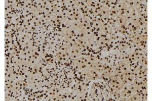 ABIN6276565 at 1/100 staining Rat kidney tissue by IHC-P. (HNRNPA2B1 anticorps  (N-Term))