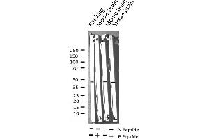 Western blot analysis of Phospho-MEK1/2 (Ser217) expression in various lysates (MEK1 anticorps  (pSer217))