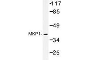 Western blot analysis of MKP1 antibody in extracts from Jurkat cells. (DUSP1 anticorps)