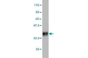 Western Blot detection against Immunogen (36.