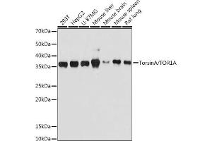 Western blot analysis of extracts of various cell lines, using TorsinA/TOR1A antibody (ABIN7270856) at 1:500 dilution. (TOR1A anticorps)