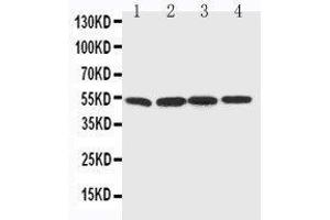 Anti-BAG5 antibody, Western blotting Lane 1: Rat Thymus Tissue Lysate Lane 2: Rat Spleen Tissue Lysate Lane 3: Rat Testis Tissue Lysate Lane 4: PANC Cell Lysate (BAG5 anticorps  (C-Term))