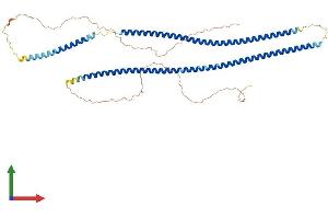 AlphaFold protein structure predicition of Human Recombinant KRT81 Protein, UniprotID Q14533