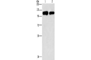 Western Blotting (WB) image for anti-Phosphatidylinositol-4-Phosphate 5-Kinase, Type I, gamma (PIP5K1C) antibody (ABIN2432569) (PIP5K1C anticorps)