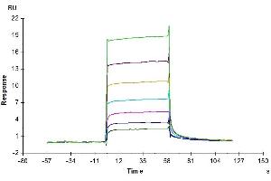 Biotinylated Human M-CSF R, His-Avi Tag immobilized on CM5 Chip can bind Human M-CSF, No Tag with an affinity constant of 0.
