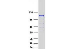 Validation with Western Blot