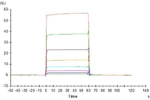 Rituximab captured on CM5 Chip via Protein A can bind Cynomolgus Fc gamma RIIA, His Tag with an affinity constant of 3.
