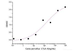 ELISA image for Cytotoxic T-Lymphocyte-Associated Protein 4 (CTLA4) (Active) protein (His tag) (ABIN7321017)