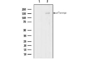anti-Agrin (AGRN) (C-Term) antibody