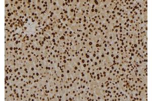 ABIN6276023 at 1/100 staining Mouse liver tissue by IHC-P. (GPR180 anticorps  (Internal Region))