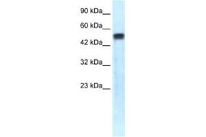 WB Suggested Anti-SERPINA1 Antibody Titration: 1. (SERPINA1 anticorps  (C-Term))