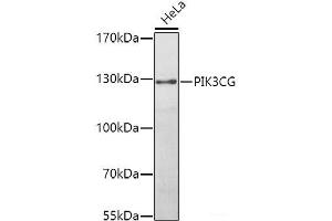 Western blot analysis of extracts of HeLa cells using PIK3CG Polyclonal Antibody at dilution of 1:1000.