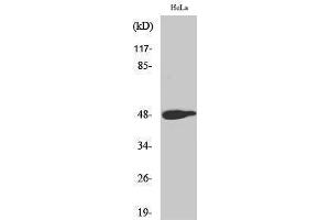 Western Blotting (WB) image for anti-Jun Proto-Oncogene (JUN) (pThr239) antibody (ABIN3181916) (C-JUN anticorps  (pThr239))