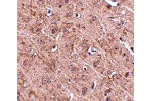 Immunohistochemistry of Gle1 in mouse brain tissue with Gle1 polyclonal antibody  at 2. (GLE1 anticorps  (Internal Region))