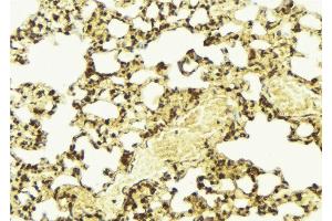 ABIN6267494 at 1/100 staining Mouse lung tissue by IHC-P. (SREBF1 anticorps  (pSer439))