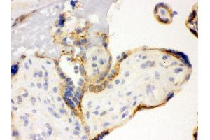 Anti- TLR7 Picoband antibody, IHC(F) IHC(F): Human Placenta Tissue (TLR7 anticorps  (C-Term))