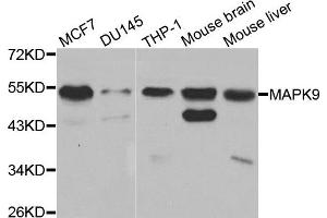 Western blot analysis of extracts of various cell lines, using MAPK9 antibody. (JNK2 anticorps)