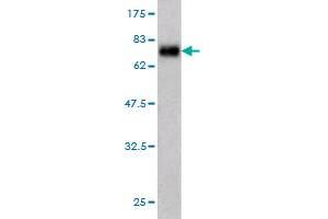 Western Blot detection against Immunogen (56.