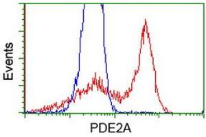 HEK293T cells transfected with either RC207219 overexpress plasmid (Red) or empty vector control plasmid (Blue) were immunostained by anti-PDE2A antibody (ABIN2454426), and then analyzed by flow cytometry. (PDE2A anticorps)