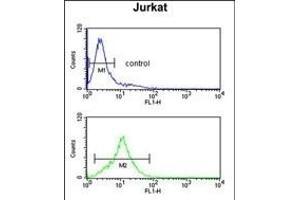 GAS7 Antibody (C-term) (ABIN390589 and ABIN2840909) flow cytometric analysis of Jurkat cells (bottom histogram) compared to a negative control cell (top histogram).