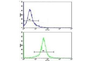 Flow cytometric analysis of K562 cells using g-Actin antibody (green) compared to a negative control (blue).