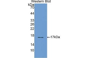 Detection of Recombinant S100A3, Rat using Polyclonal Antibody to S100 Calcium Binding Protein A3 (S100A3) (S100A3 anticorps  (AA 1-101))