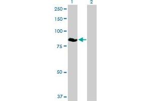 Western Blot analysis of ZBED1 expression in transfected 293T cell line by ZBED1 MaxPab polyclonal antibody. (ZBED1 anticorps  (AA 1-694))