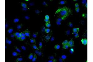 Image provided by One World Lab validation program.