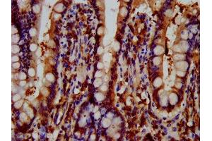 IHC image of ABIN7165031 diluted at 1:600 and staining in paraffin-embedded human small intestine tissue performed on a Leica BondTM system. (GNAS anticorps  (AA 310-404))