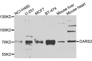 Western blot analysis of extracts of various cell lines, using DARS2 antibody (ABIN5975194) at 1/1000 dilution. (DARS2 anticorps)
